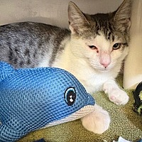 adopt a pet