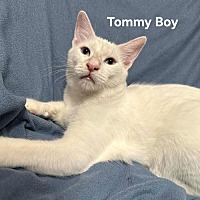 adopt-pet