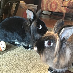 Photo of Basil and Clover
