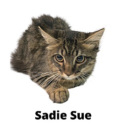 Photo of Sadie Sue