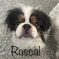 Thumbnail photo of Rascal #1