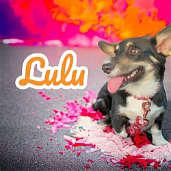 Thumbnail photo of Lulu #1