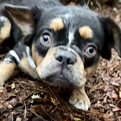 Photo of Dogue Alexandre FLUFFY FRENCHIE