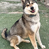 adopt a pet
