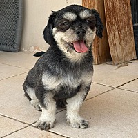 adopt-pet