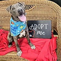adopt a pet