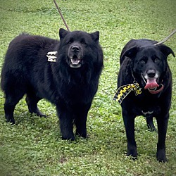 bonded pet photo