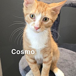 Photo of Cosmo