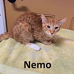 Thumbnail photo of Nemo #4