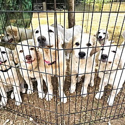 Thumbnail photo of 11 GREAT PYR PUPPIES NEED HELP! #2