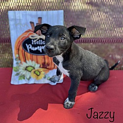 Thumbnail photo of Jazzy meet 10/4 #1