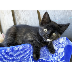 Thumbnail photo of 7 Kittens Need Homes- Orange, Calico Mixed #2