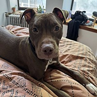 adopt a pet