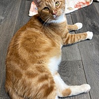 adopt a pet