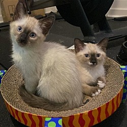 Photo of Indigo and Sterling