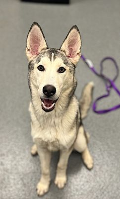 Sheboygan, Wi - Siberian Husky. Meet Ivory A Pet For Adoption 