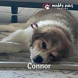Thumbnail photo of Swift Boys Litter: Connor - No Longer Accepting Applications #4