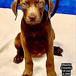 Photo of Choco the Lab Puppy