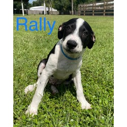 Thumbnail photo of RALLY #3