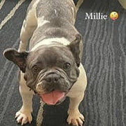 Thumbnail photo of Millie #1