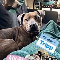 adopt-pet