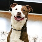 Adopt A Pet :: Cosmo - Versailles, KY