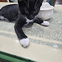 adopt a pet
