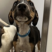 adopt a pet