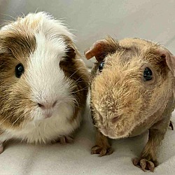 bonded pet photo