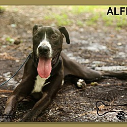Thumbnail photo of Alfie #1