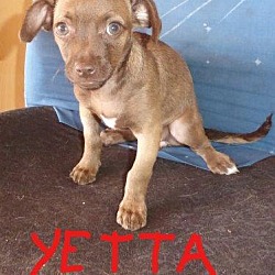Thumbnail photo of Yetta #3
