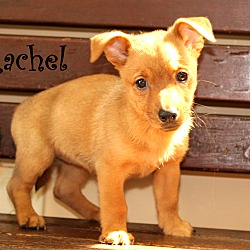Thumbnail photo of Rachel~adopted! #1