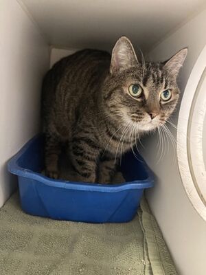 Augusta, ME - Domestic Shorthair/Domestic Shorthair. Meet Dakota a Pet ...