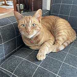 Photo of Chester