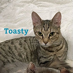 Photo of Toasty