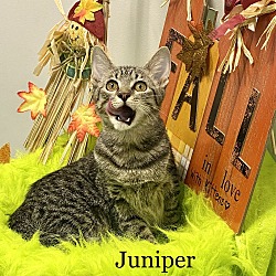 Thumbnail photo of Juniper #4