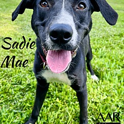 Thumbnail photo of Sadie Mae #1