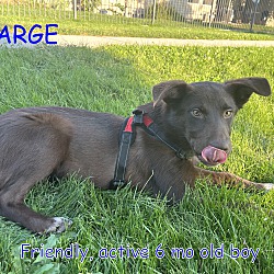 Thumbnail photo of SARGE #1