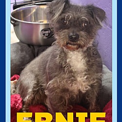 Thumbnail photo of ERNIE #2