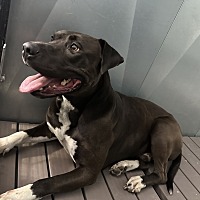 adopt a pet