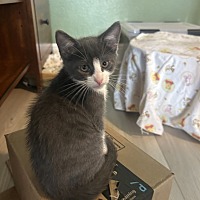 adopt a pet