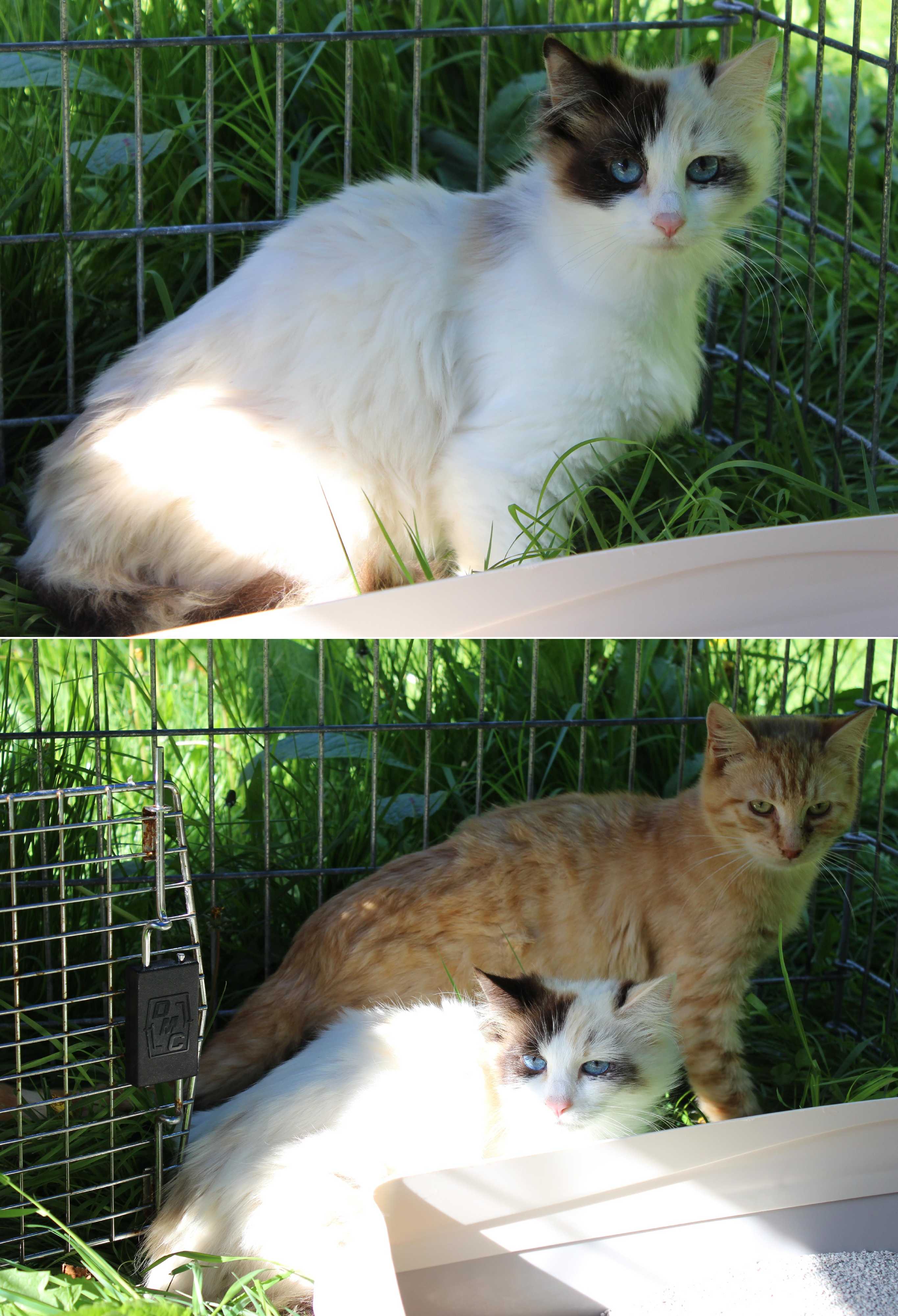 Adopt Barn Cats ('fixed' Feral Cats) A Cream Or Ivory Domestic
