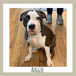 Thumbnail photo of Auggie #1