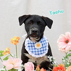 Thumbnail photo of TAEHU (S. Korea) hz #4