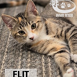 Thumbnail photo of Flit #1