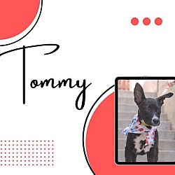 Thumbnail photo of Tommy #1