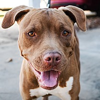 adopt a pet