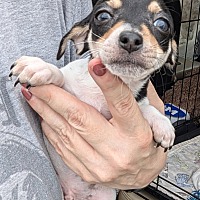adopt a pet