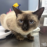 adopt a pet