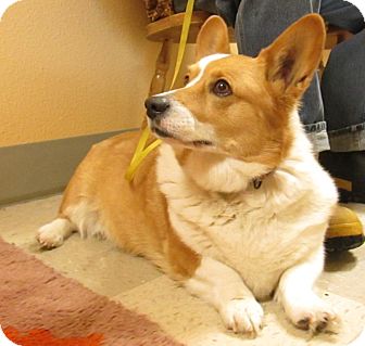 Pembroke Welsh Corgi Puppies For Sale